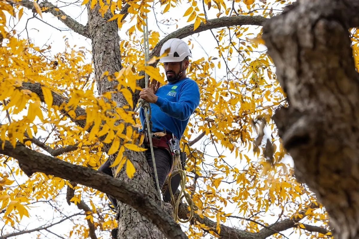 Skilled Tree Trimming crew working in Ashville