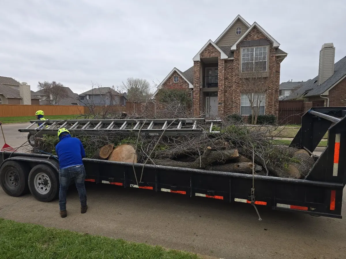 Expert Tree Pest Control with proper safety equipment in Ashville